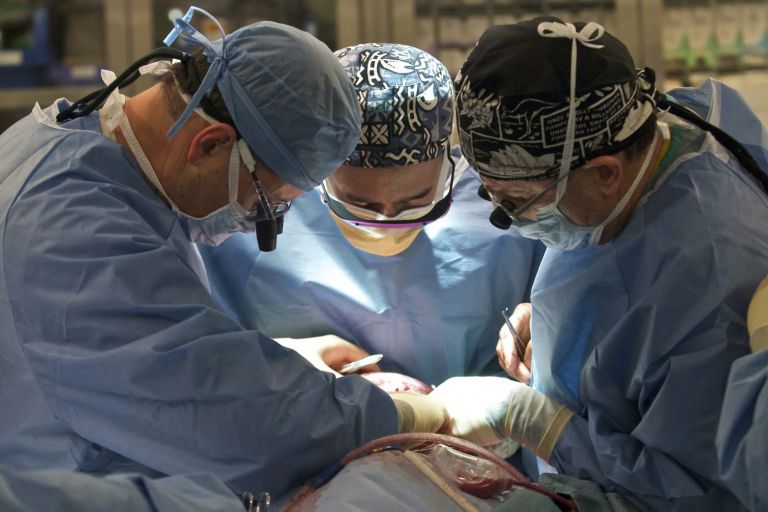 Ελπίδα για εκατομμύρια ασθενείς – Νεφροί χοίρου μεταμοσχεύτηκαν για πρώτη φορά σε άνθρωπο | tanea.gr