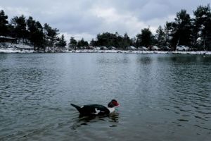 Κακοκαιρία «Ελπίδα»: Μαγευτικές εικόνες από τη χιονισμένη Πάρνηθα