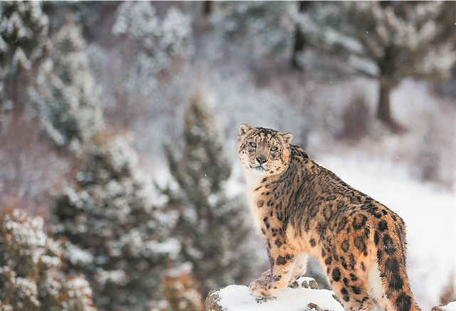 Γράφοντας για τη φύση την εποχή της κλιματικής κρίσης