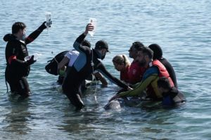 Αλιμος: Αγώνας για τη διάσωση της φάλαινας