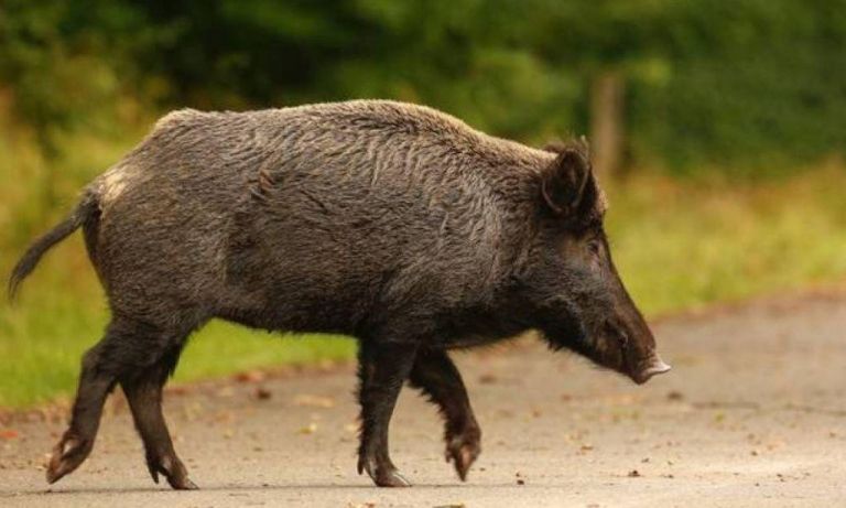 Τρένο συγκρούστηκε με αγριογούρουνα και ακινητοποιήθηκε