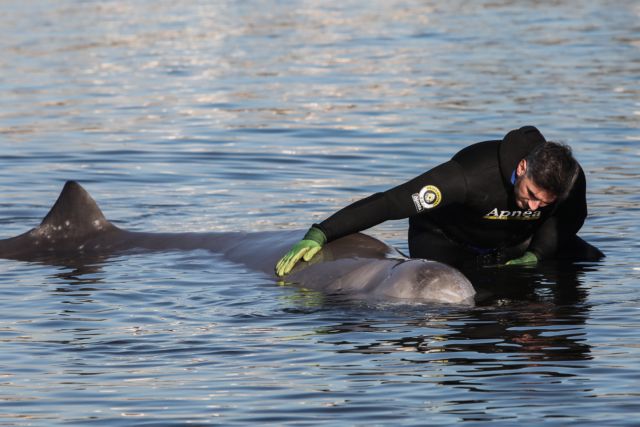 Φάλαινα στον Αλιμο: «Δυστυχώς αυτή τη στιγμή υποφέρει» – Τι λέει ο Γιώργος Αμυράς | tanea.gr