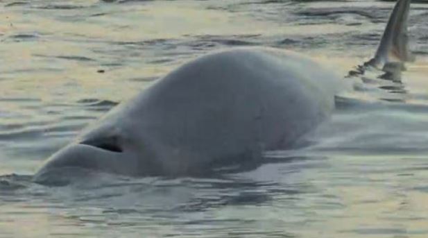 Απίστευτο: Φάλαινα κοντά στην παραλία του Αλίμου - Τι συνέβη | tanea.gr