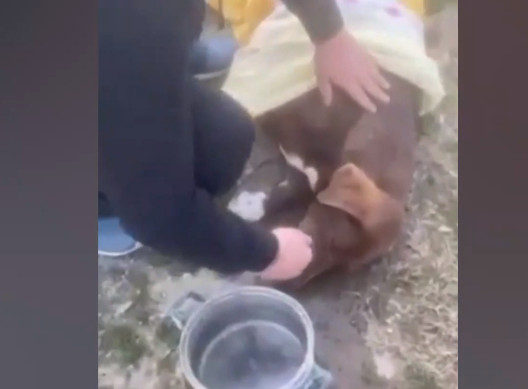 Νάουσα – Σκότωσαν την τυφλή σκυλίτσα που περπάτησε 10 χλμ. για να βρει αυτόν που την έσωσε | tanea.gr