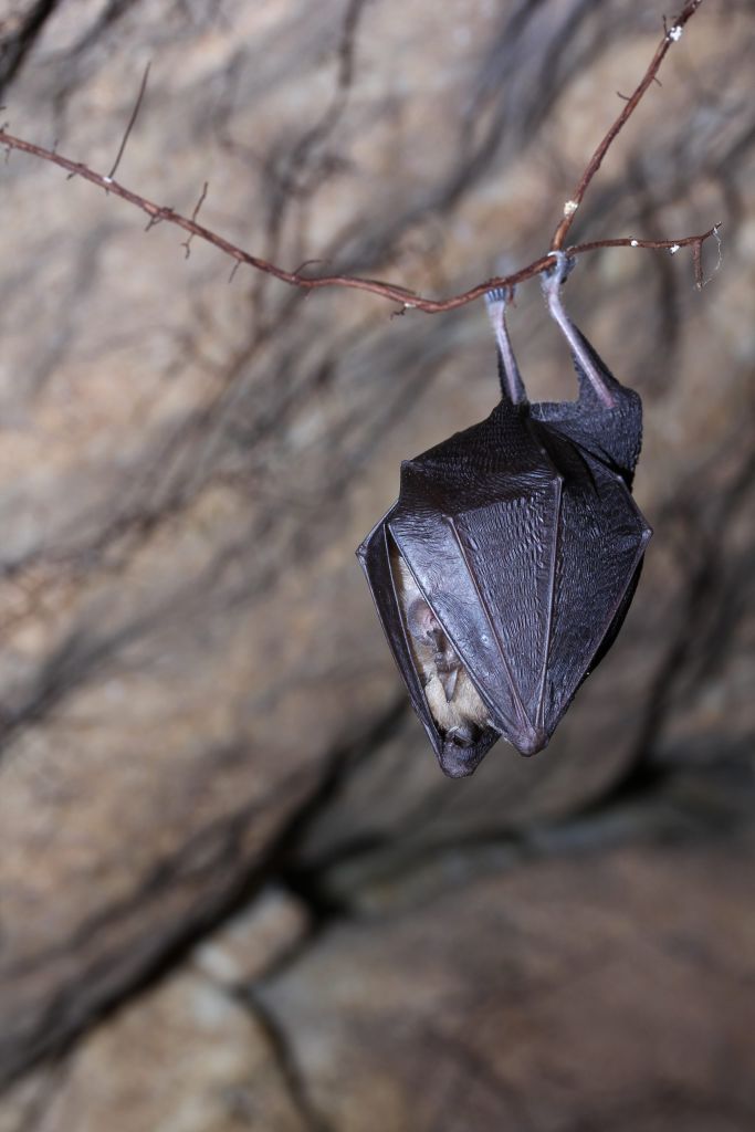 Πού και γιατί δημιουργούνται 5.000 καταφύγια… νυχτερίδων