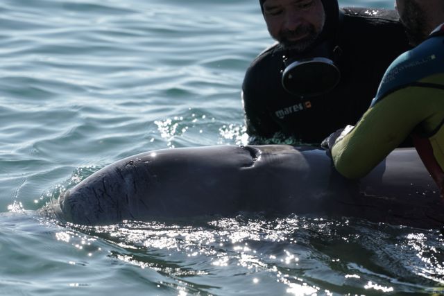 Φάλαινα στον Αλιμο: Καταγγελίες για σοβαρά λάθη στην περίθαλψη του ζιφιού