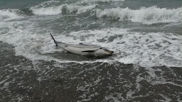 Μυτιλήνη: Νεκρό δελφίνι στην παραλία της Νυφίδας – Εφερε τραύματα