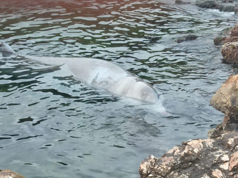 Φάλαινα: Τα αίτια θανάτου του ζιφιού – Τι έδειξε η ιατροδικαστική εξέταση
