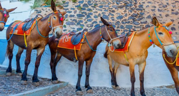 Η ντροπή του ανθρώπου στην Ύδρα: Φόρτωσε ψυγείο πάνω σε γαϊδουράκι