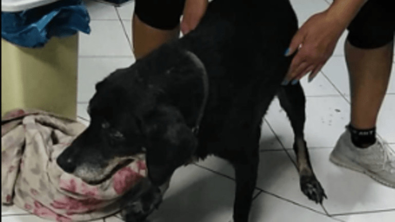 Χανιά: Εσερνε με το αυτοκίνητο τον γέρικο σκύλο του δεμένο στον προφυλακτήρα
