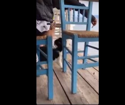 Αιδηψός: Βίντεο σοκ – Άντρας δελέασε με φαγητό γάτα και την κλώτσησε στη θάλασσα