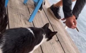 Διεθνής διασυρμός για την κακοποίηση της γάτας στην Αιδηψό