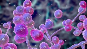 Γεννηματάς: Δέκα περιστατικά Candida Auris τους τελευταίους μήνες – Τι ανέφερε η Παγώνη