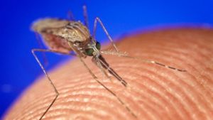 Ακτή Ελεφαντοστού: Επιδημία δάγκειου πυρετού με νεκρό