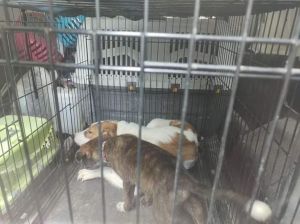 Φωτογραφίες-γροθιά στο στομάχι: Είχε φυλακισμένα στο διαμέρισμά του ζωάκια