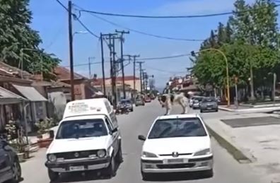 Καρδίτσα: Εβαλαν σκύλο στην οροφή εν κινήσει αυτοκινήτου!
