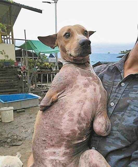 Δικάζεται την Παρασκευή για την κλωτσιά στο γατάκι