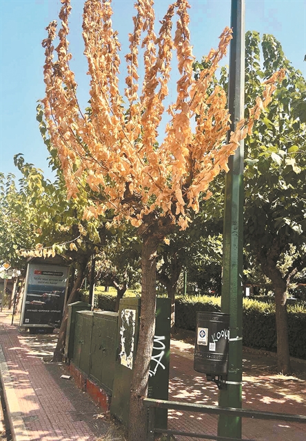 Εντομο από την… Κίνα απειλεί τις μουριές