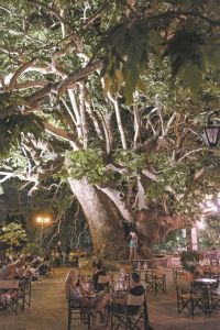 Τα πλατάνια κινδυνεύουν με αφανισμό