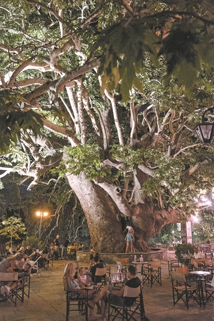 Τα πλατάνια κινδυνεύουν με αφανισμό