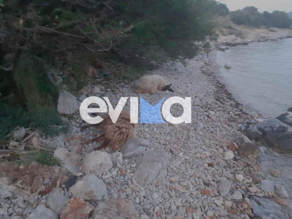 Εύβοια: Σοκαριστικό θέαμα σε παραλία με νεκρά πρόβατα