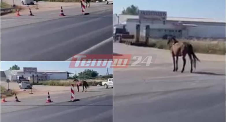 Αφηνιασμένο άλογο βγήκε στην εθνική και άρχισε να καλπάζει