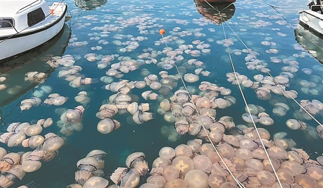 Οι μοβ, οι γαλάζιες μέδουσες και άλλοι εισβολείς