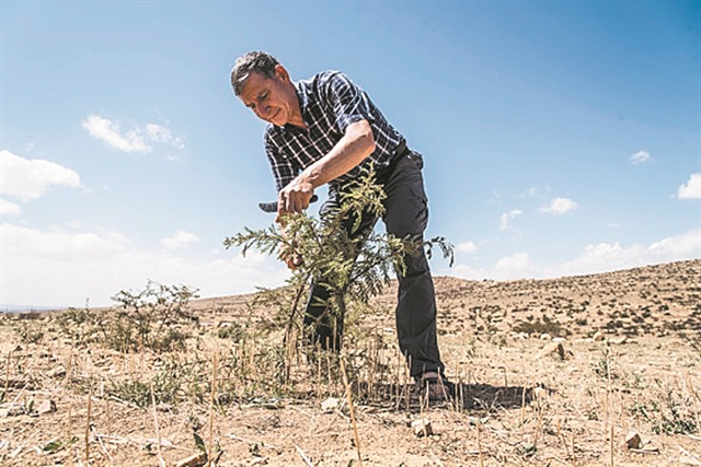 Μηνύματα με «Πράσινο πλανήτη» και «Δασοποιό»