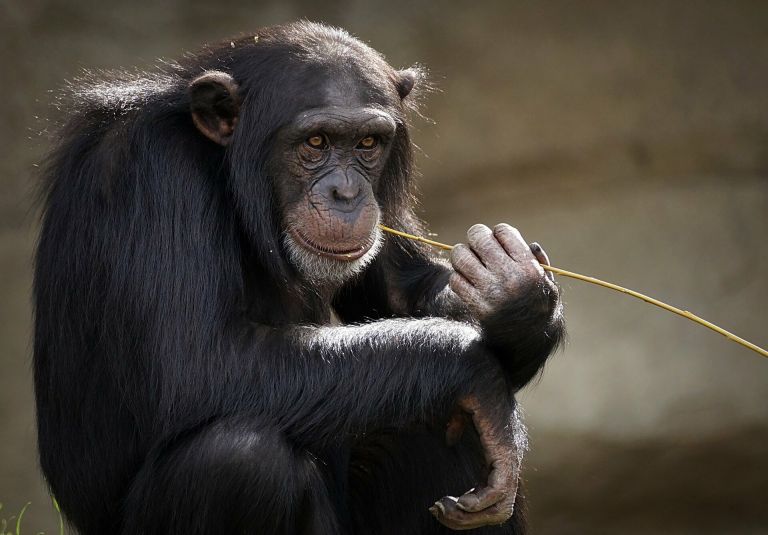 Θανάτωση χιμπατζή: Το να ζει σε πάρκο είναι σαν να ζει ένας άνθρωπος σε ασανσέρ | tanea.gr