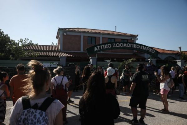 Αττικό Ζωολογικό Πάρκο: Κύμα αντιδράσεων για τη θανάτωση του χιμπατζή
