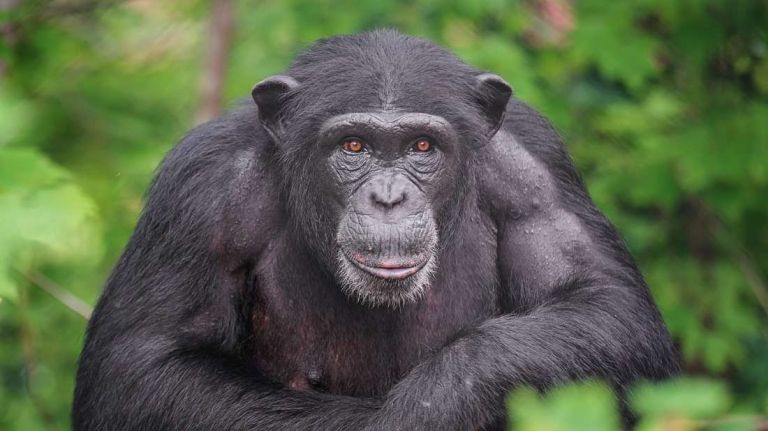 Αττικό Ζωολογικό Πάρκο: Σκότωσαν χιμπατζή που διέφυγε από τον χώρο του | tanea.gr