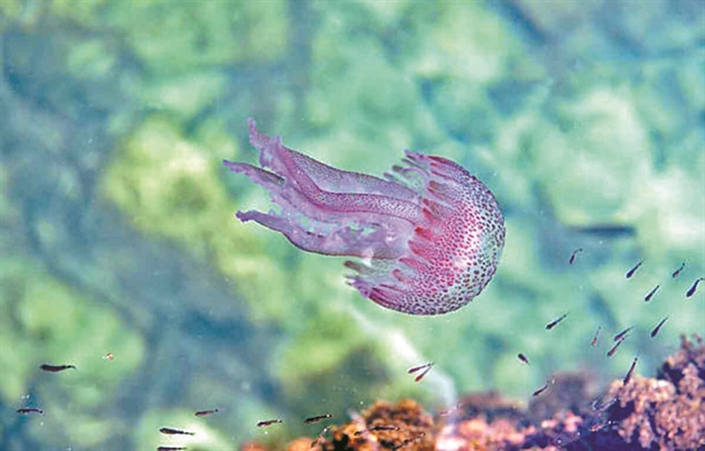 Σακούλα ή μέδουσα;