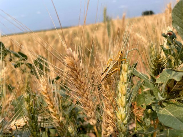 Ουκρανία: Η Τουρκία αγοράζει σιτηρά που κλέβει η Ρωσία από τη χώρα | tanea.gr