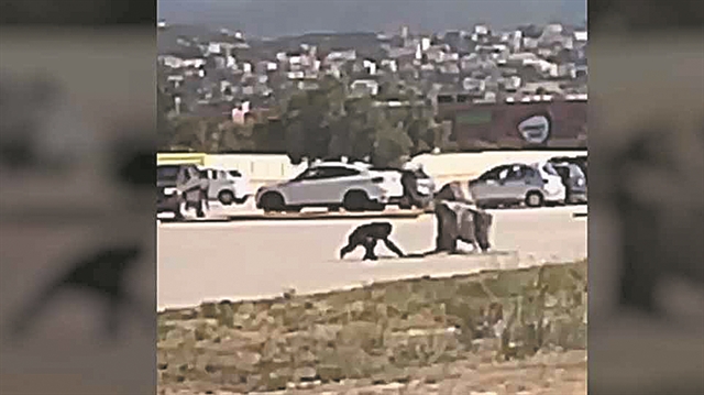 Διχάζει η θανάτωση του χιμπαντζή