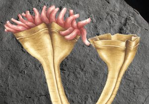 Απολίθωμα 560 εκατ. ετών είναι το αρχαιότερο ζώο που άφησε απογόνους μέχρι σήμερα