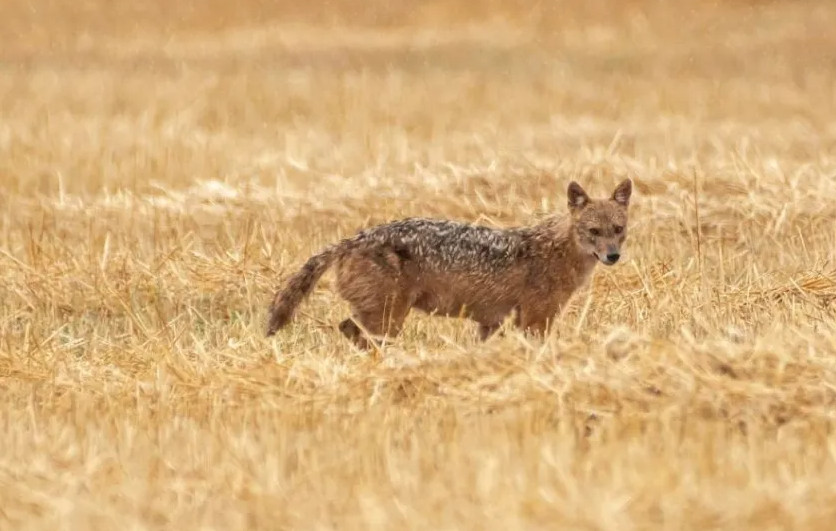 Σπάνιο «χρυσό τσακάλι» εμφανίστηκε στην λίμνη Κάρλα