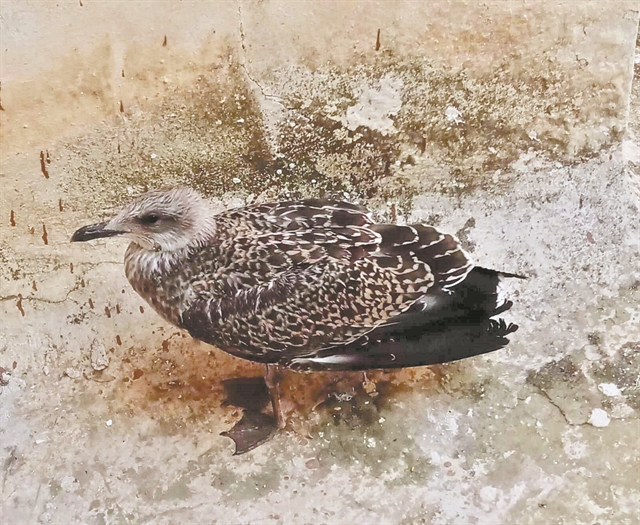 Ποιος πήγε κι άφησε τον γλάρο στην ταράτσα;