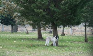 Δημοτικό κτηνιατρείο ιδρύει ο Δήμος Νέας Σμύρνης