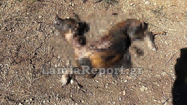 Λαμία: Εκαψαν σκύλο ζωντανό – Προσοχή πολύ σκληρές εικόνες