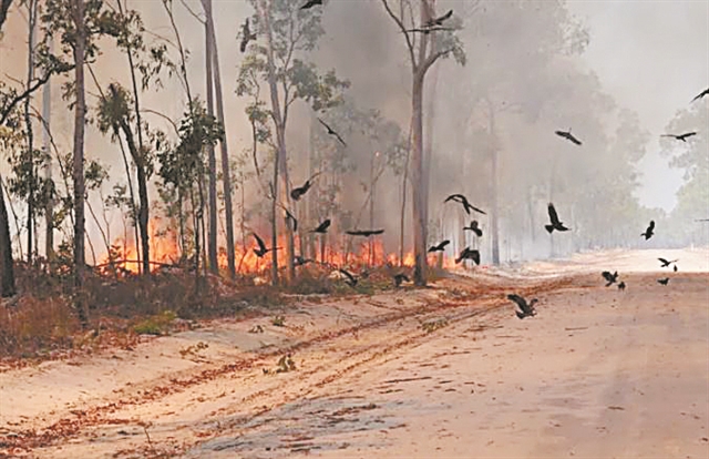 Εθελοντές και φιλοζωικές έδωσαν μάχες για να σωθούν τα ζώα που κινδύνευαν