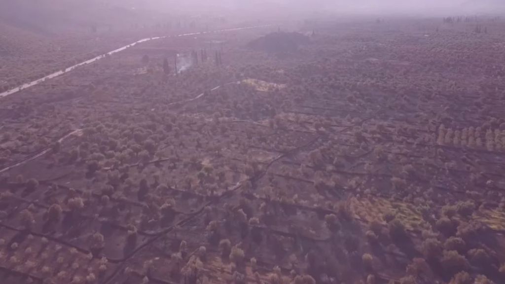 Βίντεο drone δείχνει την καταστροφή στον αρχαίο Ελαιώνα της Αμφισσας