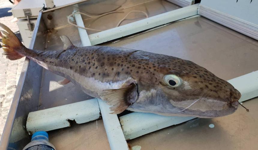 Τρόμος στη Ρόδο: Γέμισε η θάλασσα με λαγοκέφαλους