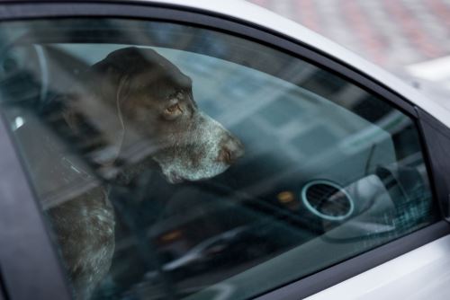 Κέρκυρα: Τσουχτερό πρόστιμο σε γυναίκα που κλείδωσε δύο σκύλους στο αυτοκίνητό της