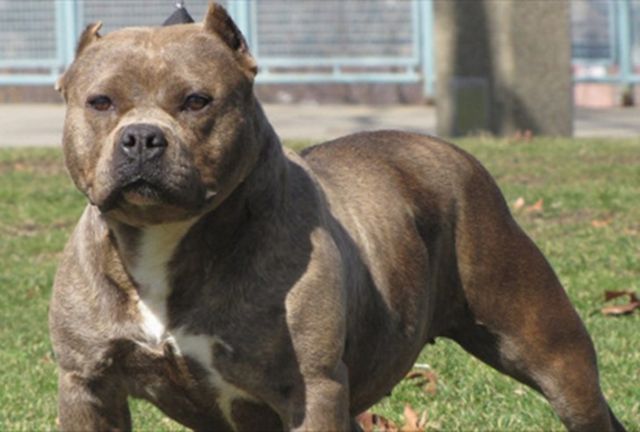 Χανιά: Μεγαλόσωμος σκύλος επιτέθηκε άγρια σε 57χρονη