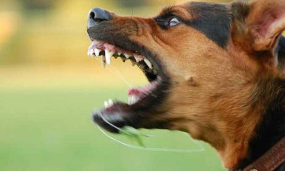 Αγρίνιο: Αδέσποτο σκυλί επιτέθηκε σε παιδάκι τριών ετών
