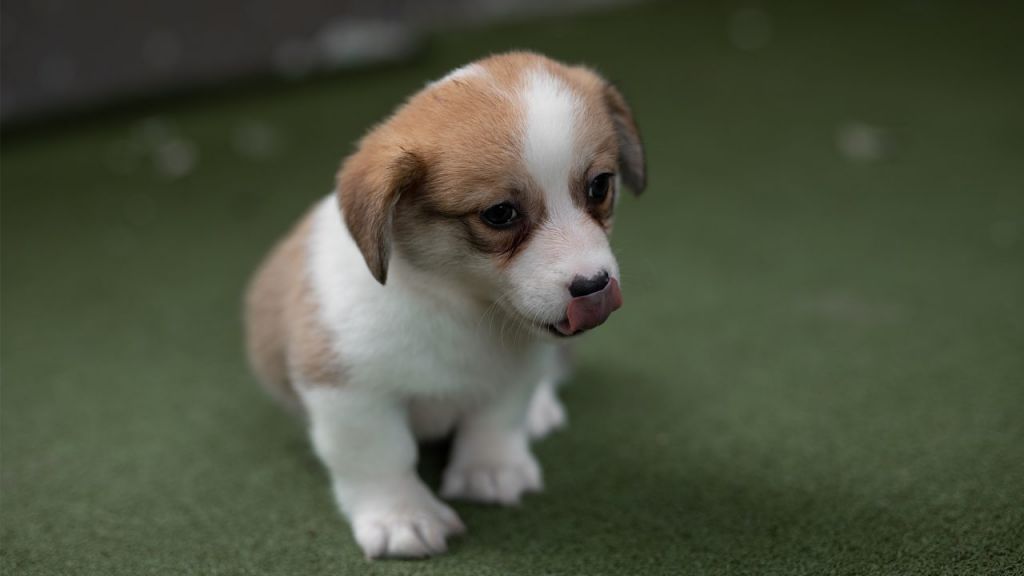 ΗΠΑ: Μυστηριώδης ιός σκοτώνει δεκάδες κουτάβια