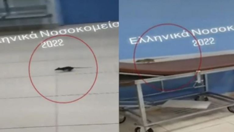 Ανδρέας Συγγρός: Βίντεο καταγράφει ποντίκι… που έκανε βόλτες στο νοσοκομείο | tanea.gr
