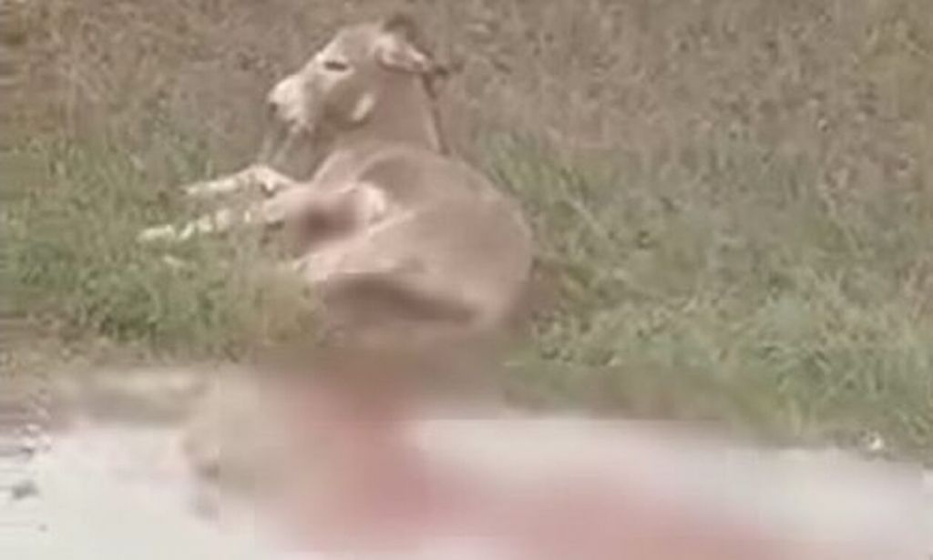 Ήπειρος: Οργή για τον οδηγό που έσερνε γάιδαρο με το αυτοκίνητο