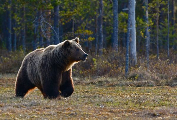 Eρευνα του υπουργείου Περιβάλλοντος για τις τρεις νεκρές αρκούδες στη Φλώρινα