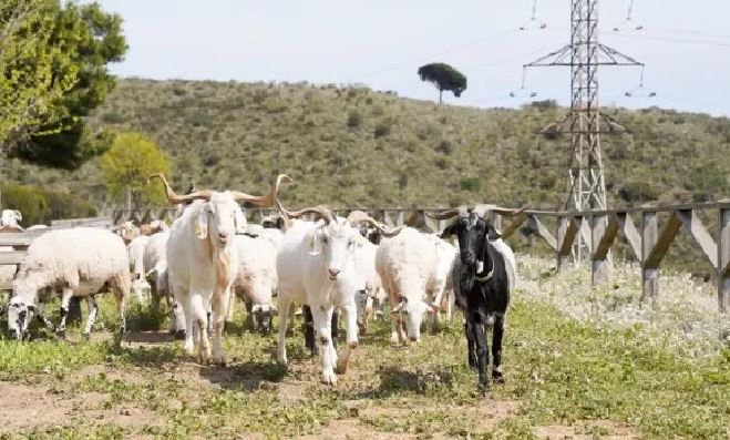 Κατσίκες και πρόβατα σε ρόλο πυροσβέστη στη Βαρκελώνη | tanea.gr